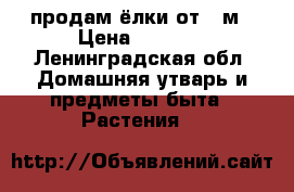 продам ёлки от 1 м › Цена ­ 1 000 - Ленинградская обл. Домашняя утварь и предметы быта » Растения   